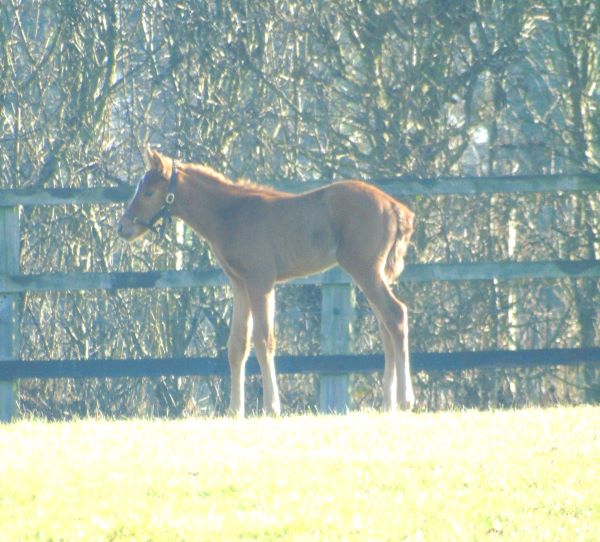 2023 filly by New Bay